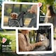 image 6 of PawHut Pet Stroller Pushchair Carrier for Cat Puppy with 3 Wheels Dark Grey