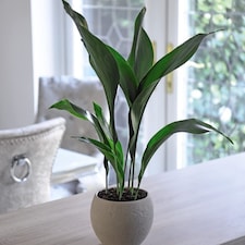 Aspidistra Cast Iron Plant Elatior Houseplant x 1 (12cm Pot)