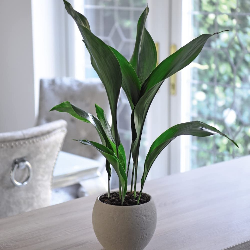 Aspidistra Cast Iron Plant Elatior Houseplant x 1 (12cm Pot)