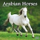 image 1 of Arabian Horses 2026 Calendar | Square Wall Calendar | Animal Gift | Plastic Free Packaging | by Avonside Publishing
