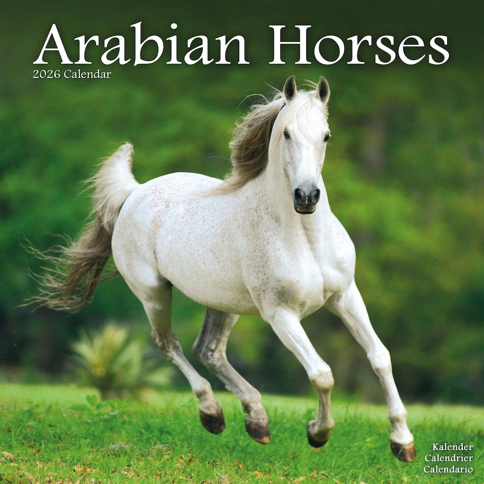 image 1 of Arabian Horses 2026 Calendar | Square Wall Calendar | Animal Gift | Plastic Free Packaging | by Avonside Publishing
