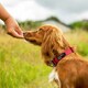image 2 of Mountain Paws Extra Tough Red Dog Collar | Red | S