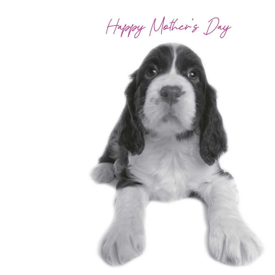 Spaniel Mother's Day (W&W)