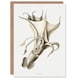 image 1 of Carl Chun Art Card Cockeyed Squid Vintage Illustration