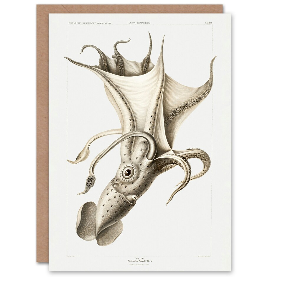 image 1 of Carl Chun Art Card Cockeyed Squid Vintage Illustration
