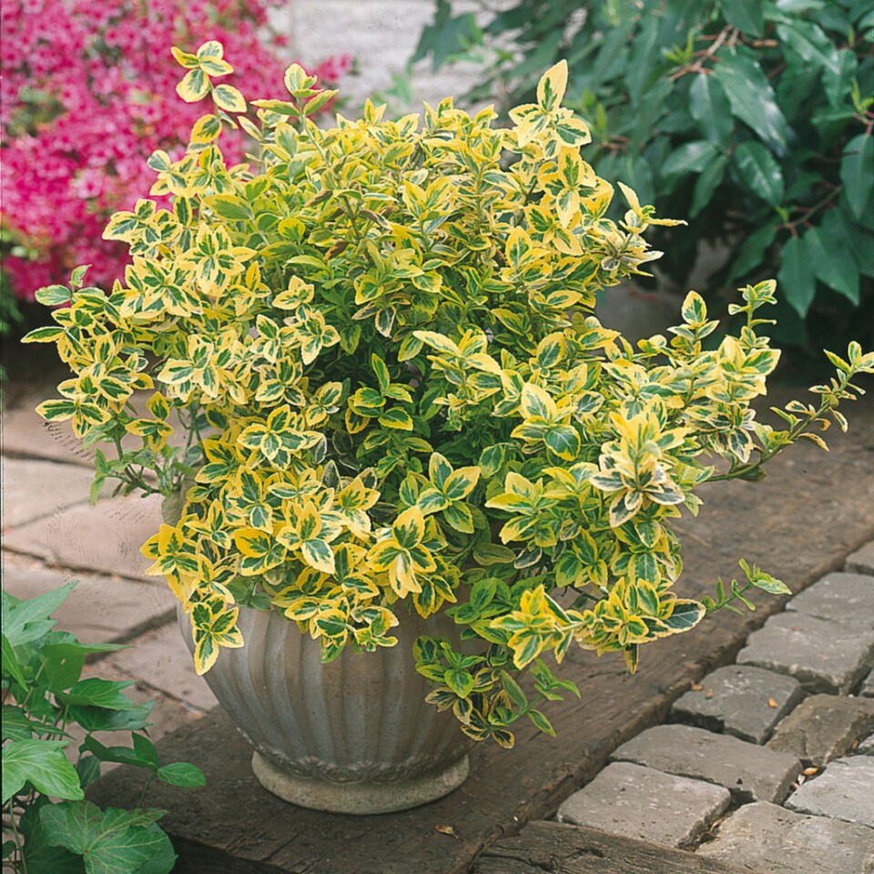 image 1 of Euonymus Emerald Gold Evergreen Shrub 6 Pack 10.5cm | Multi