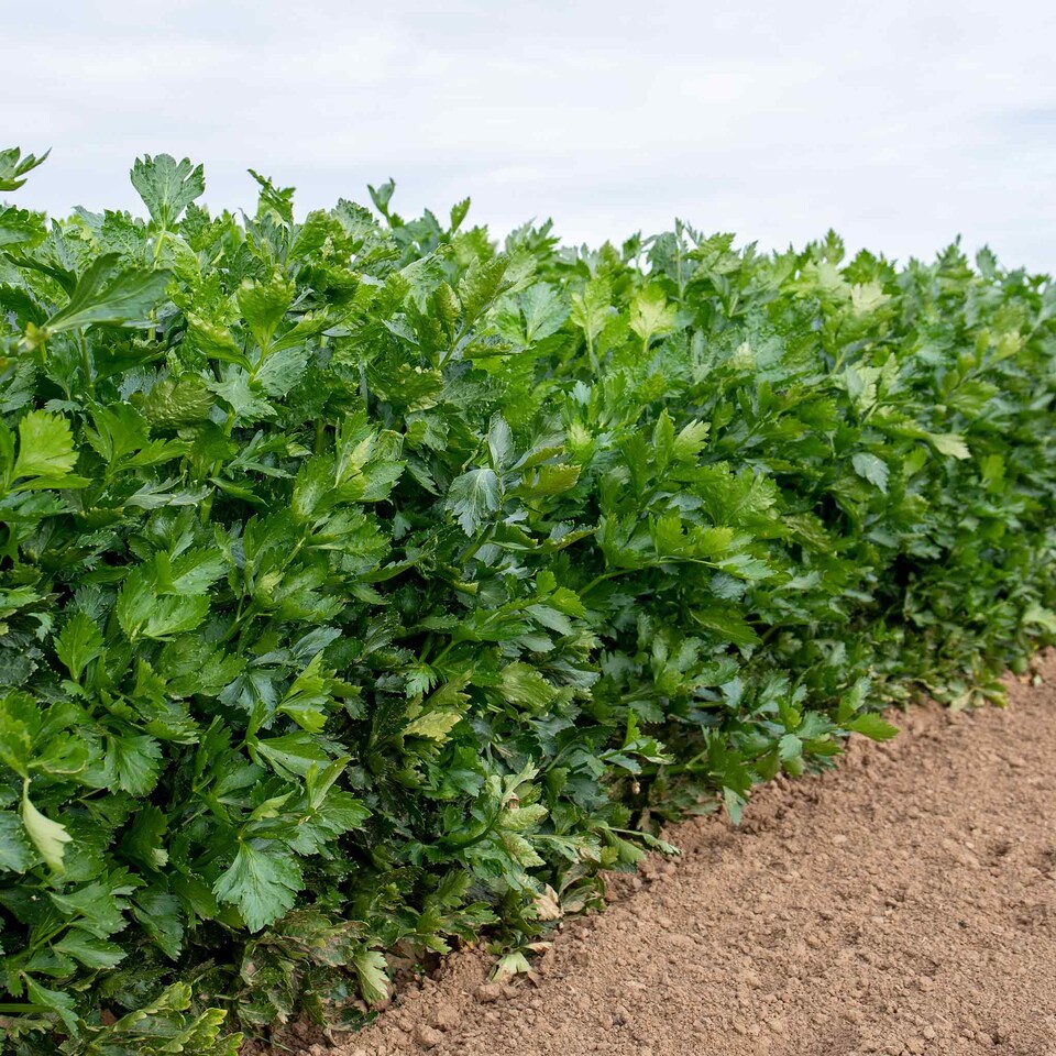 image 1 of Marshalls Garden Celery Seeds Loretta F1 200 seeds