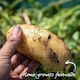 image 3 of Marshalls Garden Seed Potato Christmas Harvest Collection 3 x 1kg. | Multi | 1 x 3kg Tubers