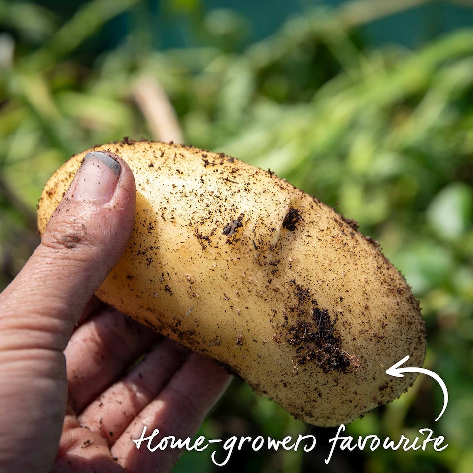 image 1 of Marshalls Garden Seed Potato Christmas Harvest Collection 3 x 1kg. | Multi | 1 x 3kg Tubers