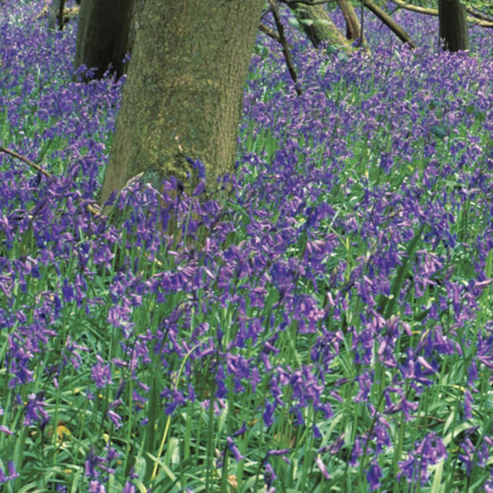 image 1 of YouGarden English Bluebells, Pack of 20 Bulbs Size 7/8, Ready to Plant Bulbs, Autumn Planting for Spring Flowers
