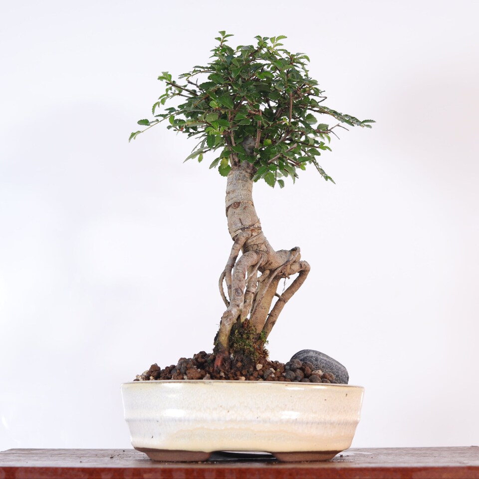 image 1 of Yorkshire Bonsai Chinese Elm (Ulmus Parvifolia) Bonsai Tree Broom In 16cm Pot Great Gift