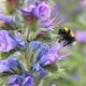 image 4 of Thompson & Morgan Pollinator Mix Wildflower Seeds - Bees Butterflies Wildlife Friendly