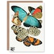 image 1 of Eugene Seguy Art Card Vintage Butterflies Blue and Orange