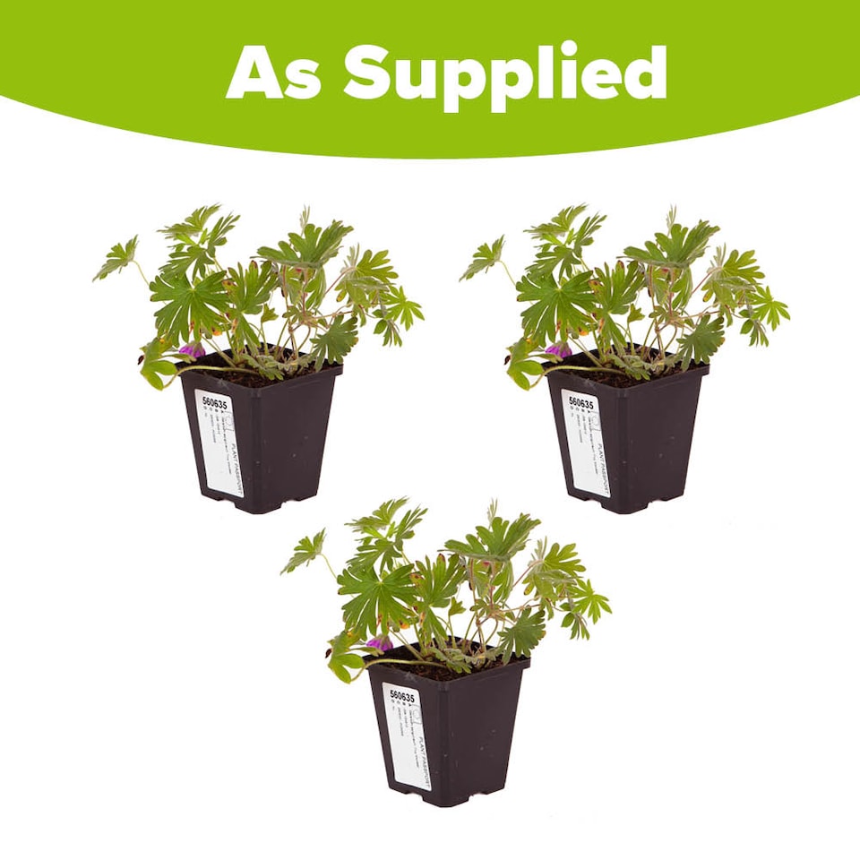 image 1 of Geranium 'Tiny Monster' in a 9cm Pot (Pack of 3)