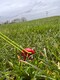 image 7 of Pack of 6 Extra long  30cm  Plastic Tent Pegs