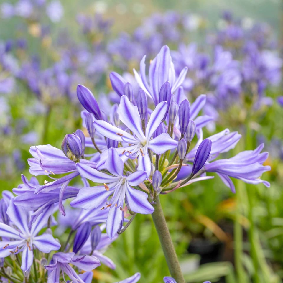 image 1 of Marshalls Garden Agapanthus 'Charlotte' Compact Blue Perennial 2 litre