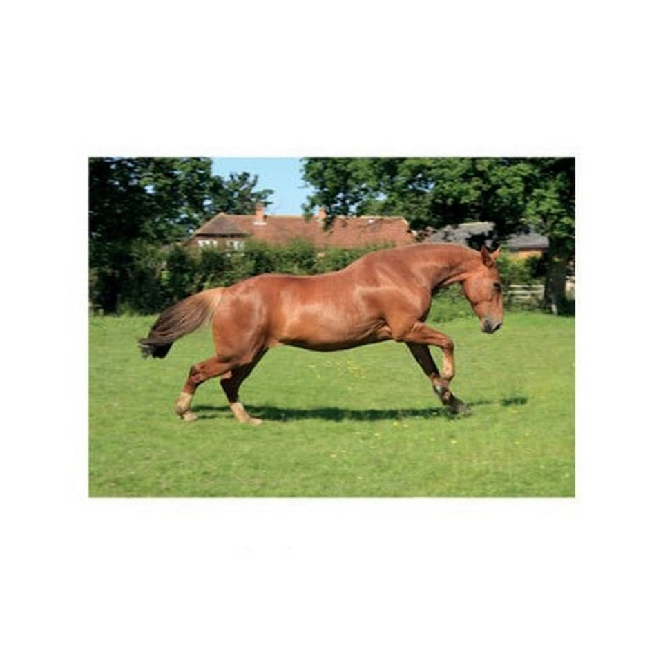 Kevin Milner Countryside Chestnut Greetings Card - Multicoloured - One Size