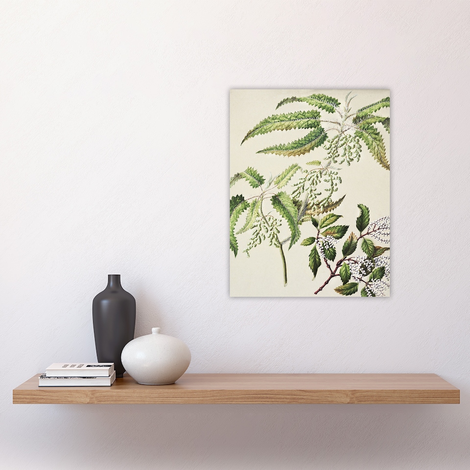 image 1 of New Zealand Ongaonga Tree Nettle Plant Featon Wall Art Poster Print 12X16"