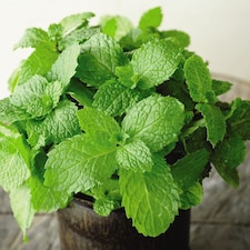 Herb Garden Mint 1 Litre Potted Plant x 1