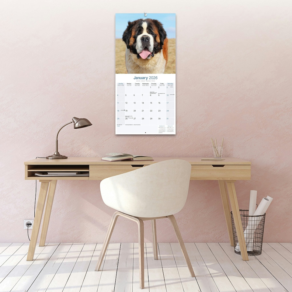 image 1 of Saint Bernard 2026 Calendar | Square Wall Calendar | Dog Breed Gift | Plastic Free Packaging | by Avonside Publishing