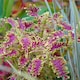 image 3 of Coleus Skeletal Jumbo Plugs - Unique Fishbone Magenta & Lime Foliage - Thompson & Morgan