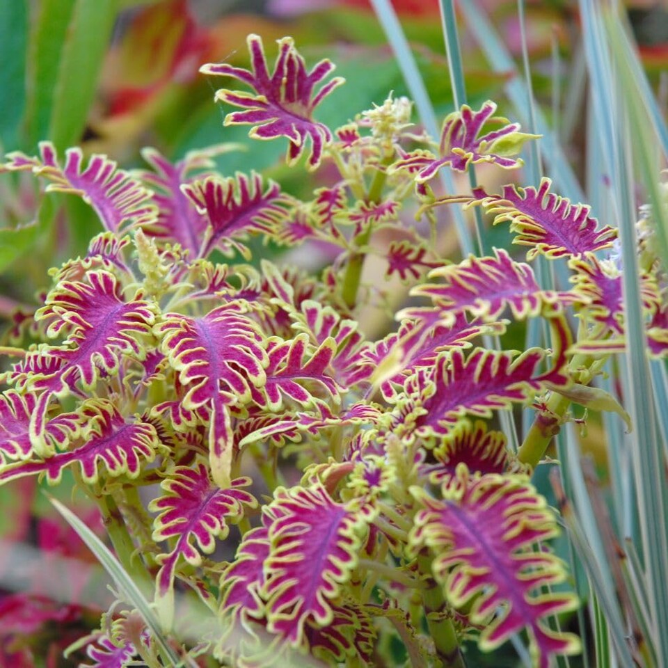 image 1 of Coleus Skeletal Jumbo Plugs - Unique Fishbone Magenta & Lime Foliage - Thompson & Morgan