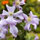 image 1 of Carbeth Plants 3 x Clematis Prince Charles in 9cm Pot - Summer Flowering Garden Ready Shrub