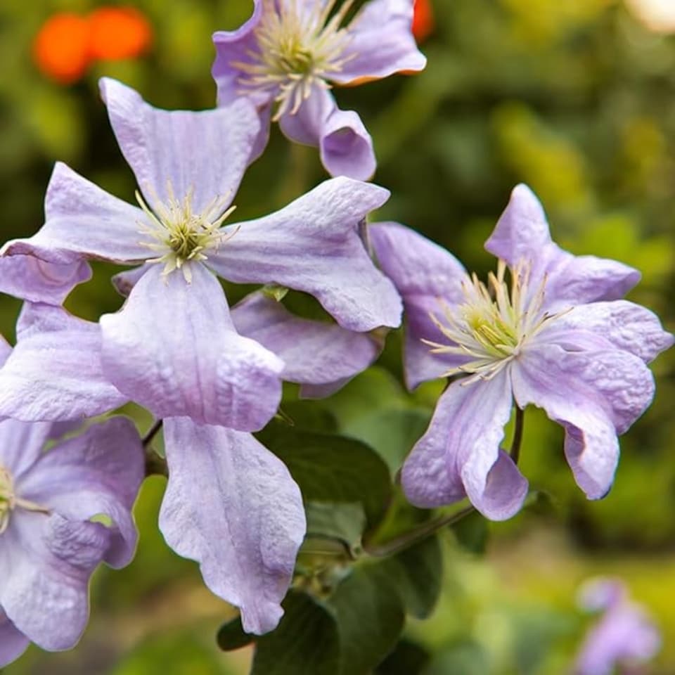 image 1 of Carbeth Plants 3 x Clematis Prince Charles in 9cm Pot - Summer Flowering Garden Ready Shrub