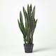 image 3 of Homescapes Green Snake Plant, 74 cm Tall