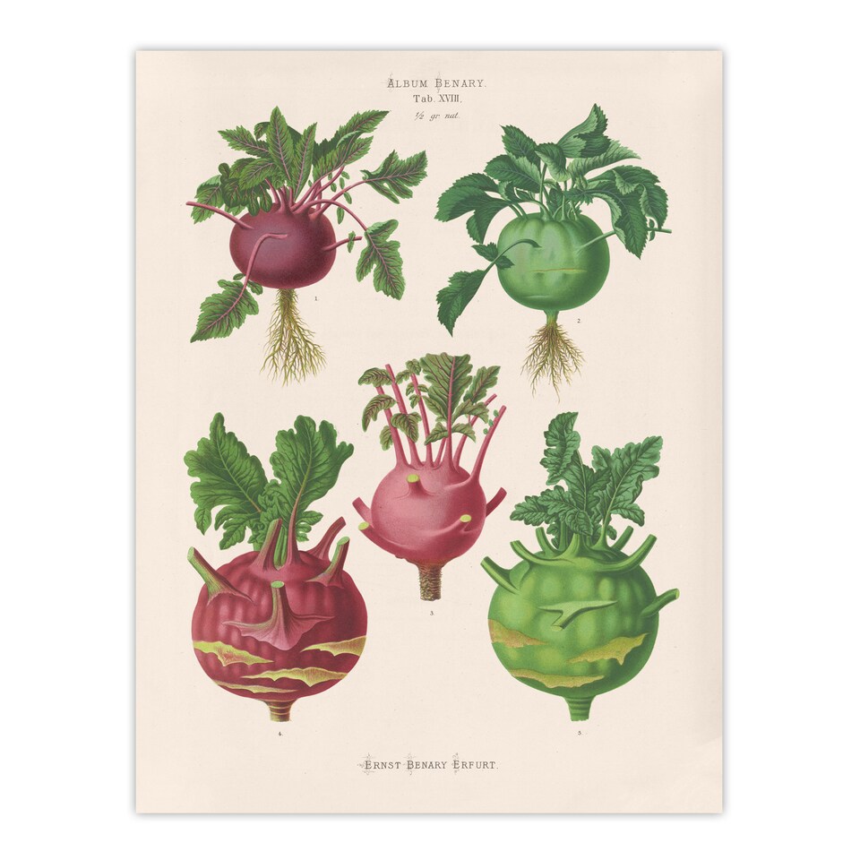 image 1 of Kohlrabi Turnip Cabbage Ernst Benary Huge Wall Art Poster Print 24X32"