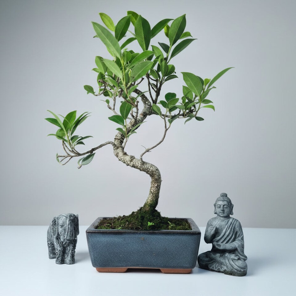 image 1 of Yorkshire Bonsai Ficus Microcarpa (Banyan Fig) Indoor Bonsai Tree Shaped In 15cm Pot