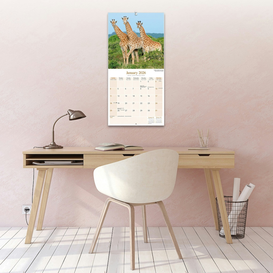 image 1 of African Wildlife 2026 Calendar | Square Wall Calendar | Animal Gift | Plastic Free Packaging | by Avonside Publishing