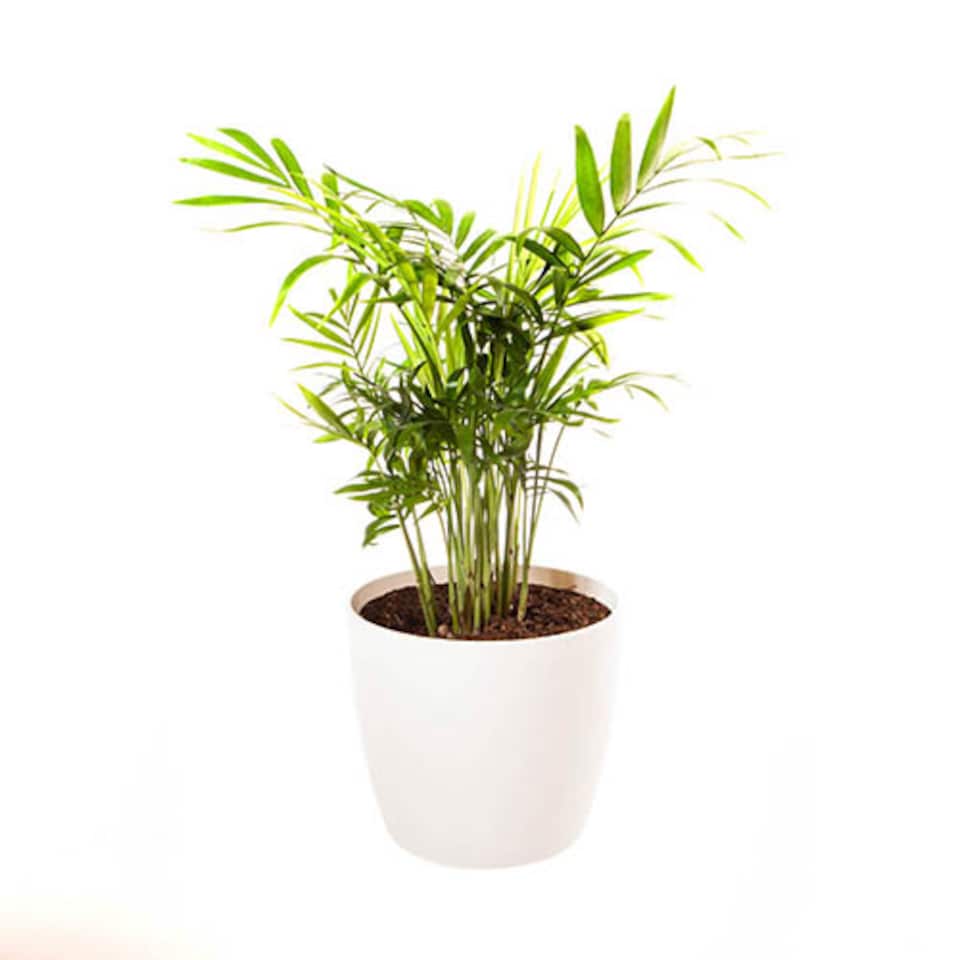 image 1 of Chamaedorea elegans 'Parlour Palm' in a 12cm pot - Indoor Plants for Homes - Potted House Plants for Air Purifying