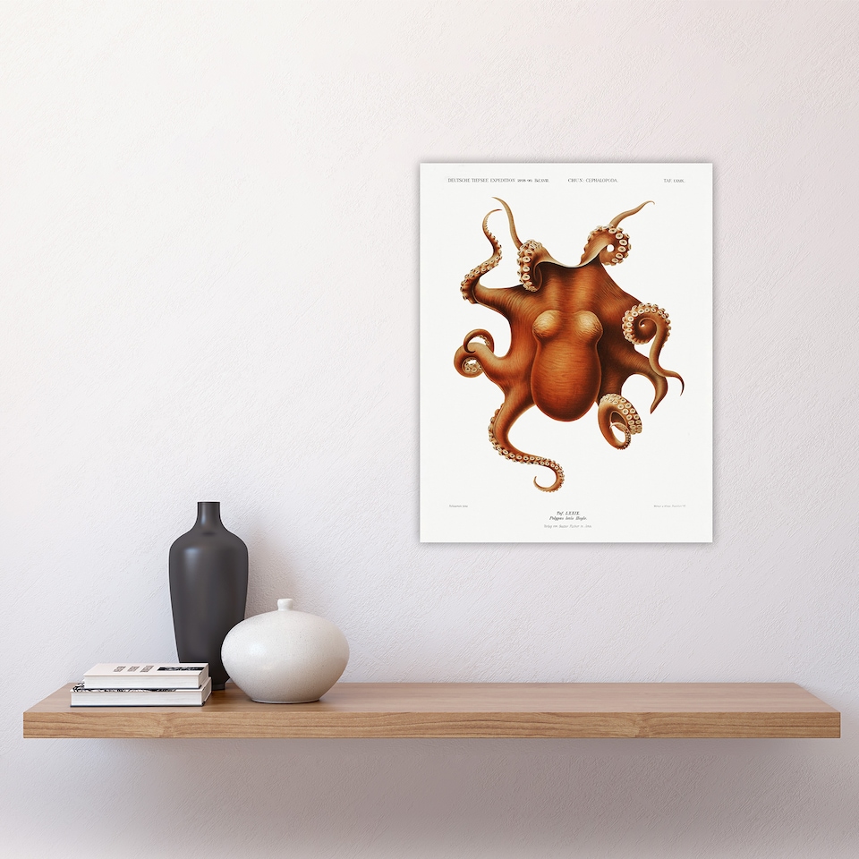 image 1 of Octopus Vintage Illustration Carl Chun Wall Art Poster Print 12X16"