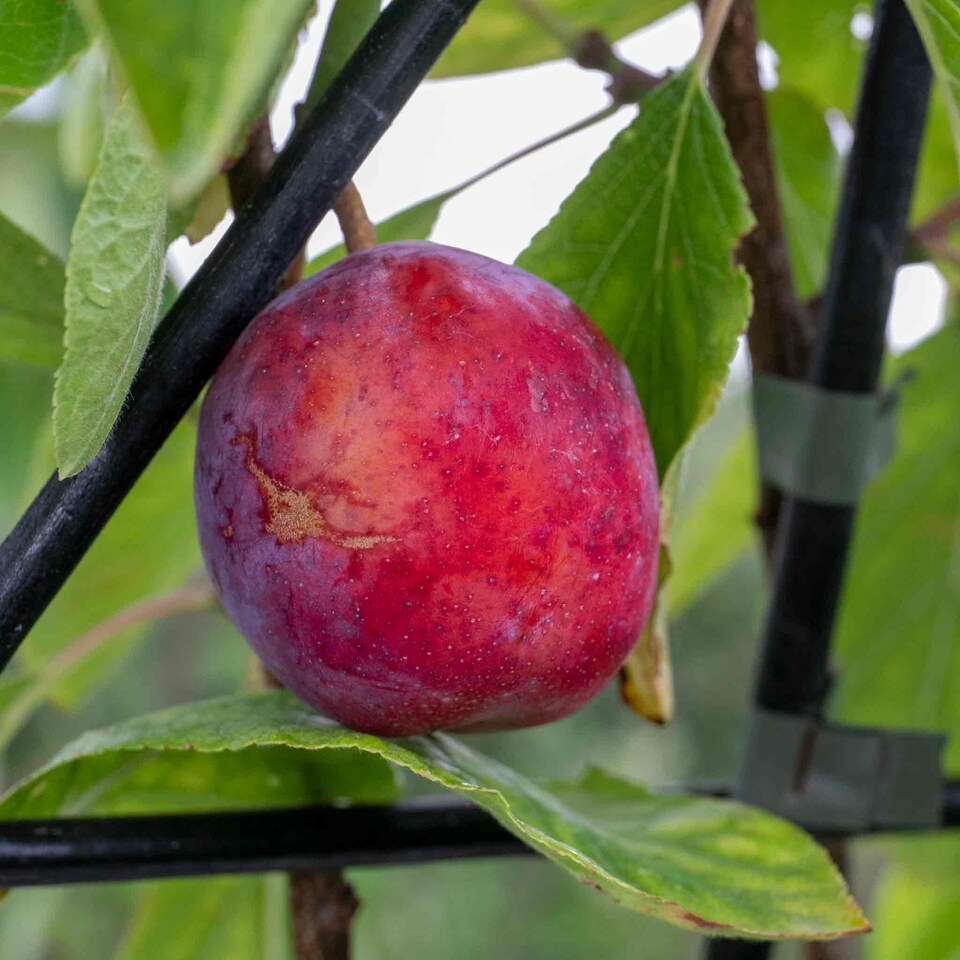 image 1 of Marshalls Garden Patio Plum 'Opal' 5 Litre Fan-Trained