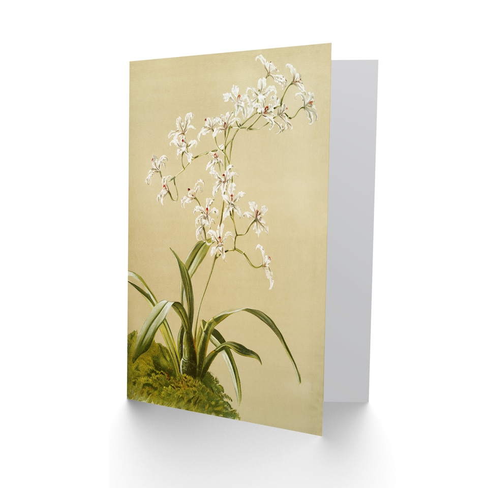 image 1 of Frederick Sander Odontoglossum Ramosissimum Orchid Art Greeting Card