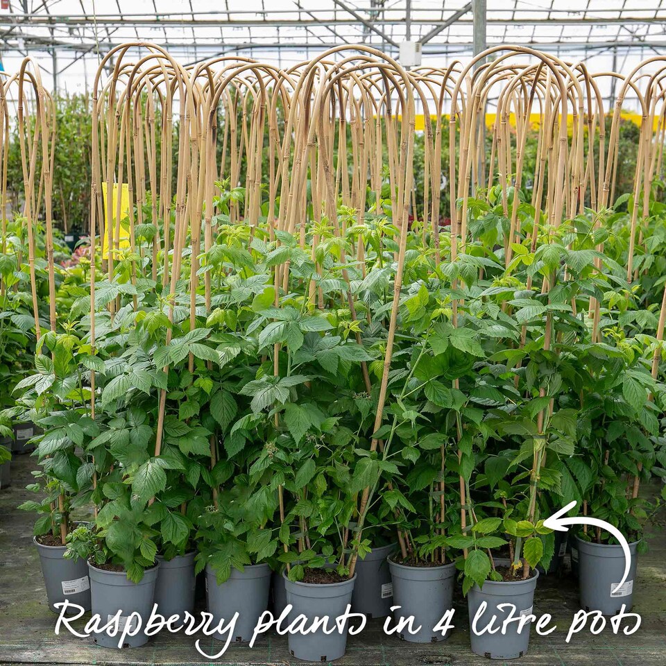 image 1 of Marshalls Garden Raspberry Polka - Late Primocane Bare-Root