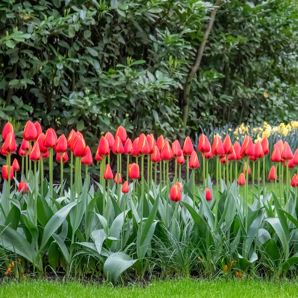 image 1 of Marshalls Garden Tulip Bulbs 'Worlds Favourite' 10 bulbs