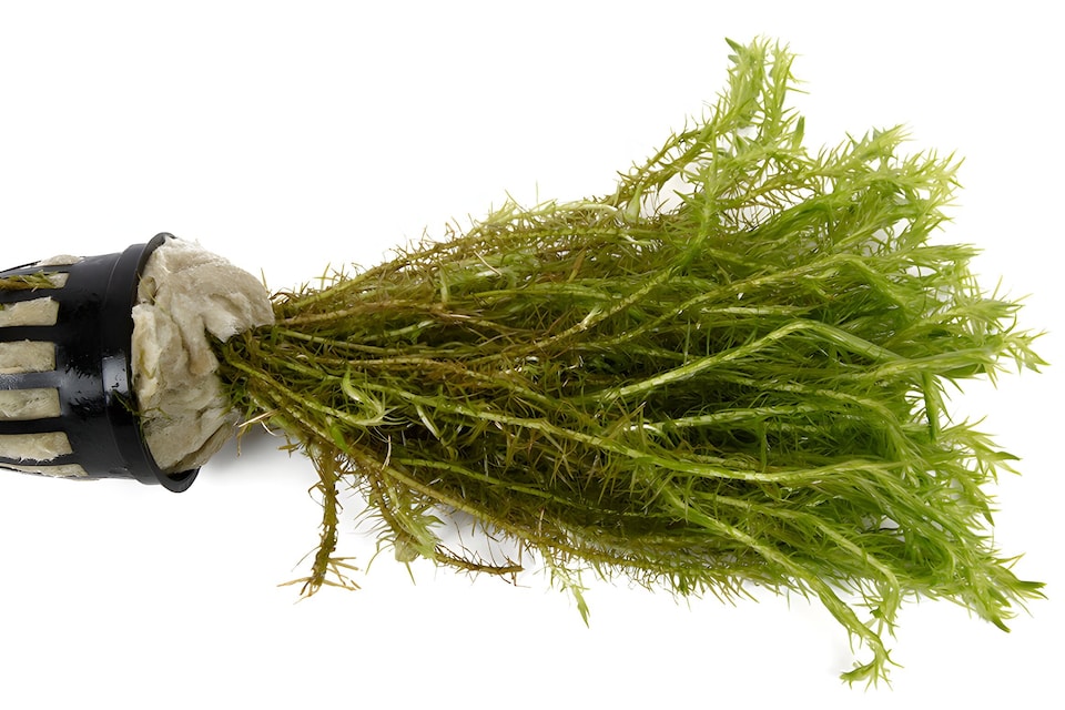 image 1 of Bog Moss (Mayaca fluviatilis) - Live Aquarium Plant for Midground Planting, No CO2 Needed - Fish Tank Plant