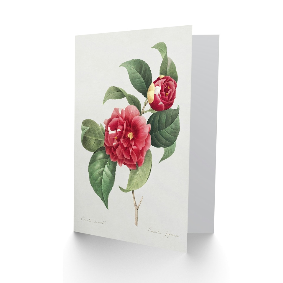 image 1 of Pierre-Joseph Redouté Art Card Camelia Vintage Floral Illustration