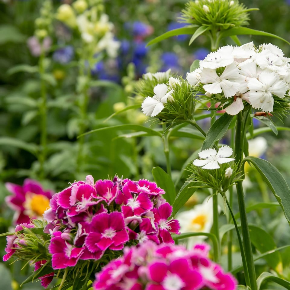 image 1 of Sweet William Wee Willie | Multi | pink, purple scarlet and white | 500 x Seeds | 1