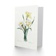 image 2 of Pierre-Joseph Redouté Art Card Daffodil Vintage Floral Illustration