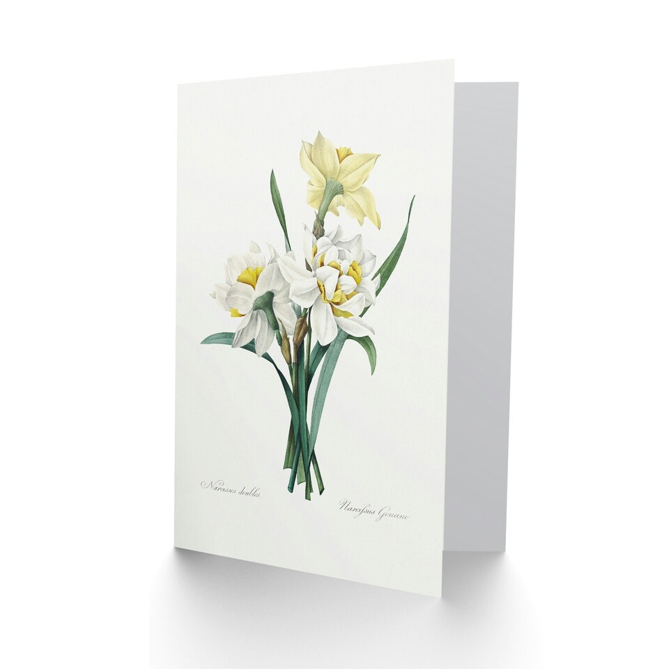 image 1 of Pierre-Joseph Redouté Art Card Daffodil Vintage Floral Illustration
