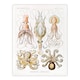image 3 of Ernst Haeckel Framed Wall Art Squid and Octopus Vintage Illustrations Home Décor