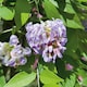 image 9 of Wisteria 'Amethyst Falls' - compact purple-flowering climber | Purple | Purple | 9cm Plants