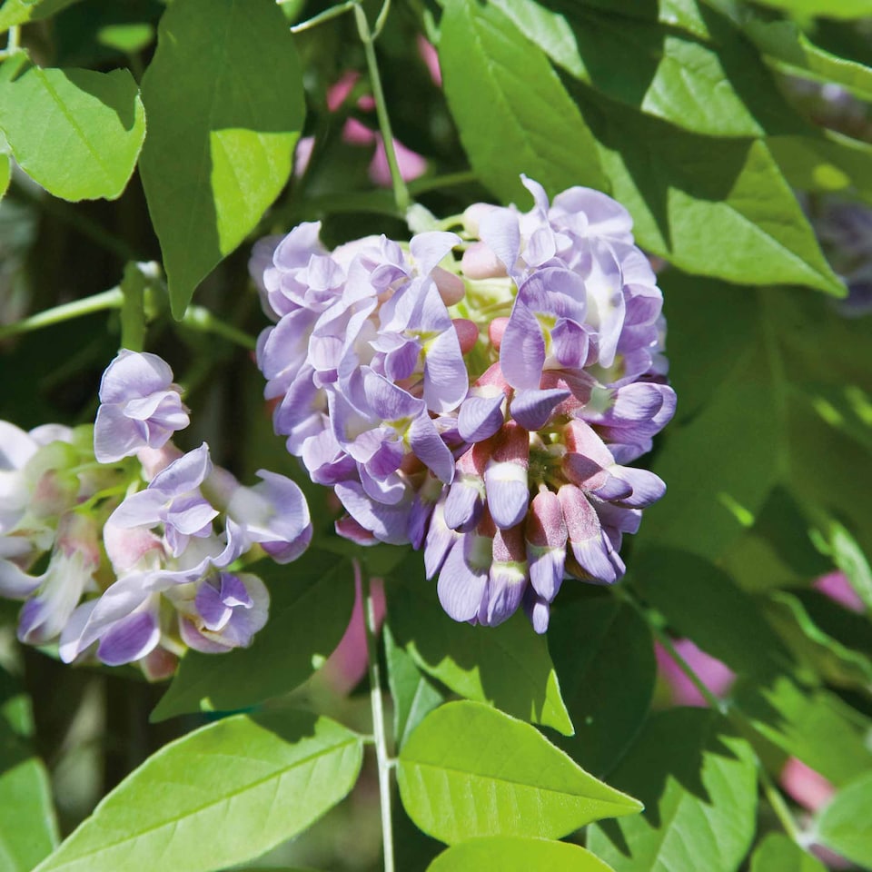 image 1 of Wisteria 'Amethyst Falls' - compact purple-flowering climber | Purple | Purple | 9cm Plants