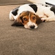 image 3 of Howler & Scratch Mat Soft Stone 50x150 Door Mat