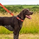 image 2 of Mountain Paws Extra Tough Orange Dog Collar | Orange | M