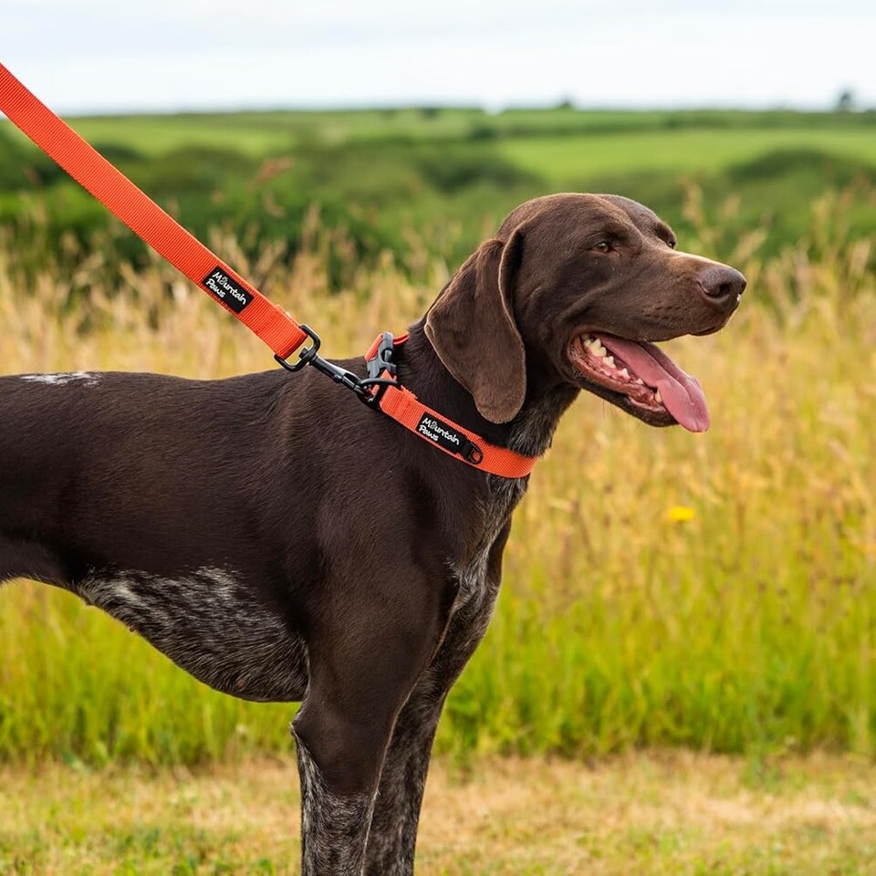 image 1 of Mountain Paws Extra Tough Orange Dog Collar | Orange | M