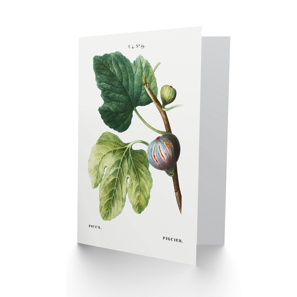 image 1 of Pierre-Joseph Redouté Art Card Vintage Botanical Ficus Carica Fig